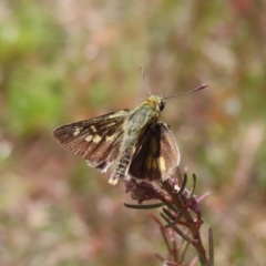 Trapezites luteus (Yellow Ochre, Rare White-spot Skipper) at Mount Ainslie - 26 Nov 2022 by MatthewFrawley