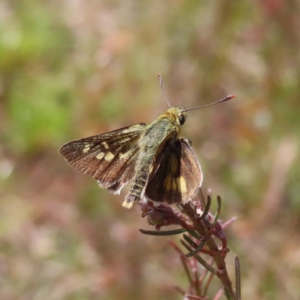 Trapezites luteus at Campbell, ACT - 26 Nov 2022 02:24 PM