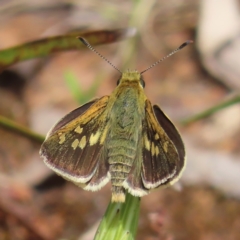 Trapezites luteus at Campbell, ACT - 26 Nov 2022 02:24 PM