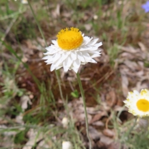 Leucochrysum albicans subsp. tricolor at Campbell, ACT - 26 Nov 2022 02:33 PM