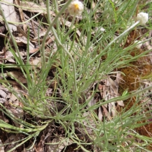 Leucochrysum albicans subsp. tricolor at Campbell, ACT - 26 Nov 2022 02:33 PM