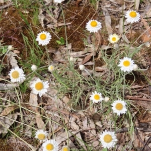 Leucochrysum albicans subsp. tricolor at Campbell, ACT - 26 Nov 2022
