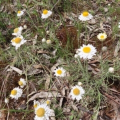 Leucochrysum albicans subsp. tricolor at Campbell, ACT - 26 Nov 2022