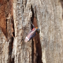 Eurymeloides minuta (Gumtree leafhopper) at Kambah, ACT - 26 Nov 2022 by MatthewFrawley