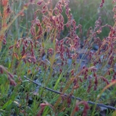 Gonocarpus tetragynus (Common Raspwort) at Bungendore, NSW - 26 Nov 2022 by clarehoneydove