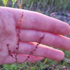 Gonocarpus tetragynus at Bungendore, NSW - 26 Nov 2022 07:18 PM