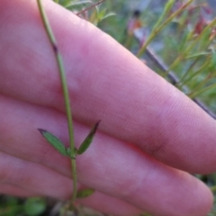 Gonocarpus tetragynus at Bungendore, NSW - 26 Nov 2022 07:18 PM