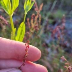 Gonocarpus tetragynus at Bungendore, NSW - 26 Nov 2022 07:18 PM