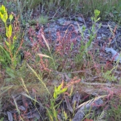 Gonocarpus tetragynus at Bungendore, NSW - 26 Nov 2022 07:18 PM