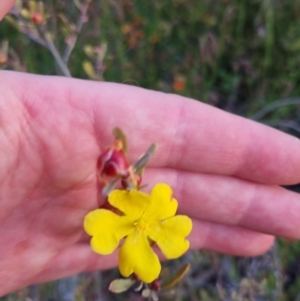 Hibbertia obtusifolia at Bungendore, NSW - 26 Nov 2022