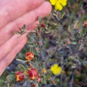 Hibbertia obtusifolia at Bungendore, NSW - 26 Nov 2022