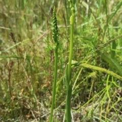 Microtis unifolia (Common Onion Orchid) at Richardson, ACT - 27 Nov 2022 by RomanSoroka