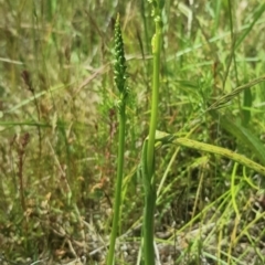 Microtis unifolia (Common Onion Orchid) at Richardson, ACT - 27 Nov 2022 by roman_soroka