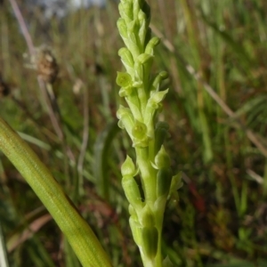 Microtis unifolia at Richardson, ACT - suppressed