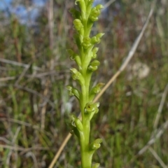Microtis unifolia at Richardson, ACT - 27 Nov 2022