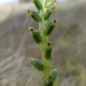 Microtis unifolia at Richardson, ACT - suppressed