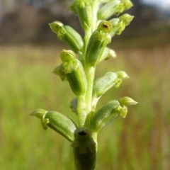 Microtis unifolia at Richardson, ACT - suppressed