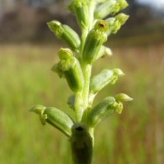 Microtis unifolia at Richardson, ACT - 27 Nov 2022