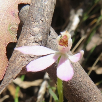 Caladenia carnea (Pink Fingers) at Cotter River, ACT - 26 Nov 2022 by Christine