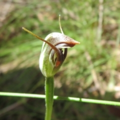 Pterostylis pedunculata (Maroonhood) at Cotter River, ACT - 26 Nov 2022 by Christine