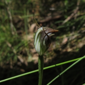 Pterostylis pedunculata at Cotter River, ACT - suppressed