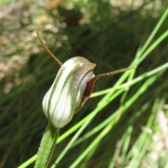 Pterostylis pedunculata at Cotter River, ACT - suppressed