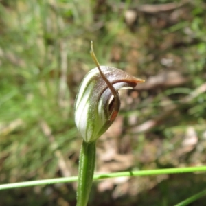 Pterostylis pedunculata at Cotter River, ACT - suppressed