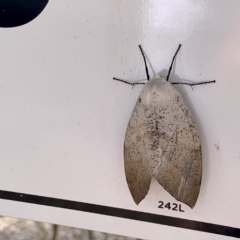 Gastrophora henricaria (Fallen-bark Looper, Beautiful Leaf Moth) at ANBG - 26 Nov 2022 by RosD