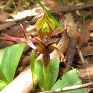 Chiloglottis valida at Cotter River, ACT - suppressed