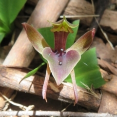 Chiloglottis valida at Cotter River, ACT - suppressed