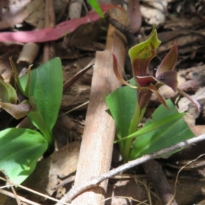 Chiloglottis valida at Cotter River, ACT - suppressed