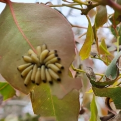 Paropsisterna cloelia (Eucalyptus variegated beetle) at Mount Mugga Mugga - 26 Nov 2022 by Mike