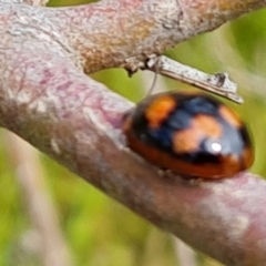 Paropsisterna beata (Blessed Leaf Beetle) at Mount Mugga Mugga - 26 Nov 2022 by Mike