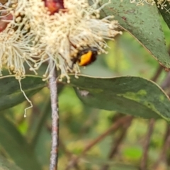 Chauliognathus lugubris (Plague Soldier Beetle) at Mount Mugga Mugga - 27 Nov 2022 by Mike