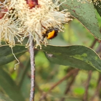 Chauliognathus lugubris (Plague Soldier Beetle) at Mount Mugga Mugga - 27 Nov 2022 by Mike