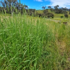 Phalaris aquatica (Phalaris, Australian Canary Grass) at Isaacs Ridge and Nearby - 26 Nov 2022 by Mike