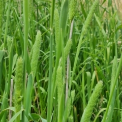 Phalaris aquatica at Symonston, ACT - 27 Nov 2022