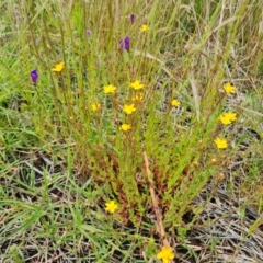 Hypericum gramineum (Small St Johns Wort) at Symonston, ACT - 27 Nov 2022 by Mike