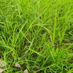 Microlaena stipoides (Weeping Grass) at Jerrabomberra, ACT - 26 Nov 2022 by Mike