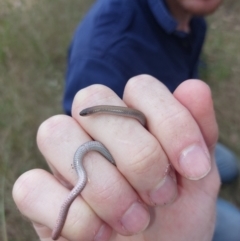 Aprasia parapulchella (Pink-tailed Worm-lizard) at Moorwatha, NSW - 27 Nov 2022 by RobCook