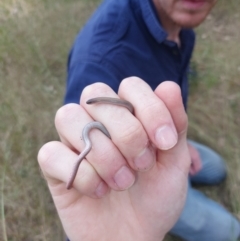 Aprasia parapulchella at Moorwatha, NSW - suppressed