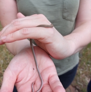 Aprasia parapulchella at Moorwatha, NSW - suppressed