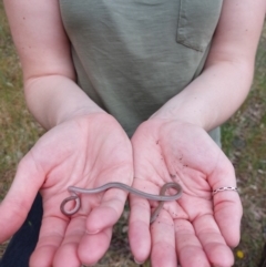 Aprasia parapulchella at Moorwatha, NSW - suppressed