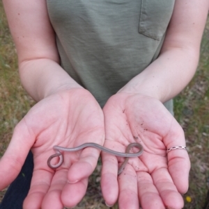 Aprasia parapulchella at Moorwatha, NSW - suppressed