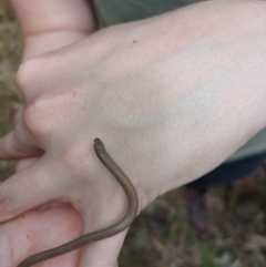 Aprasia parapulchella at Moorwatha, NSW - suppressed