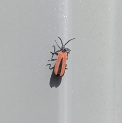 Porrostoma sp. (genus) (Lycid, Net-winged beetle) at Albury - 25 Nov 2022 by ChrisAllen