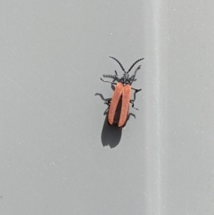 Porrostoma sp. (genus) at Thurgoona, NSW - 26 Nov 2022 10:10 AM