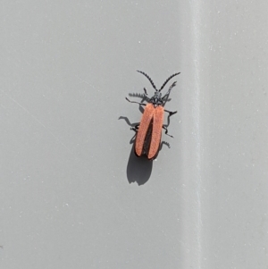 Porrostoma sp. (genus) at Thurgoona, NSW - 26 Nov 2022 10:10 AM