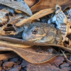 Limnodynastes dumerilii (Eastern Banjo Frog) at Albury - 25 Nov 2022 by ChrisAllen