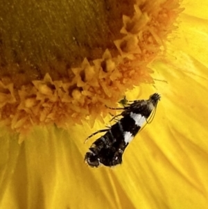 Glyphipterix meteora at Ainslie, ACT - 26 Nov 2022